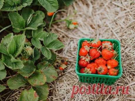Чем подкормить клубнику в августе

В августе не забудьте позаботиться о клубнике: внесите минеральную подкормку из расчета 10-20 г суперфосфата, 10-15 г аммиачной селитры (или сульфата аммония) и 5-10 г калийной соли на квадратный метр грядки, параллельно удаляя ненужные побеги.

Для органической подкормки используйте разбавленный коровяк в пропорции 1:10 или раствор птичьего помета (1:20), после чего аккуратно взрыхлите землю вокруг растений.