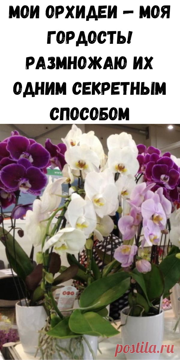 Мои орхидеи — моя гордость! Размножаю их одним секретным способом - Счастливые заметки
