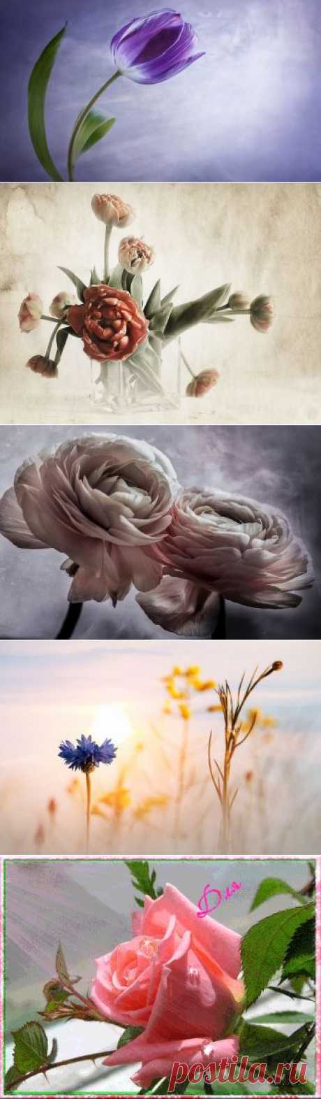 Про доброе, поучительное, цветочное... Фотограф Christine Ellger..