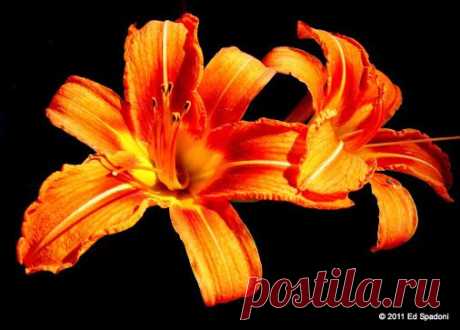 Google+