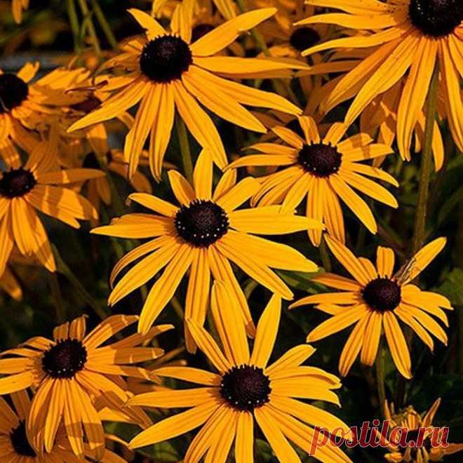Рудбекия: уход и выращивание