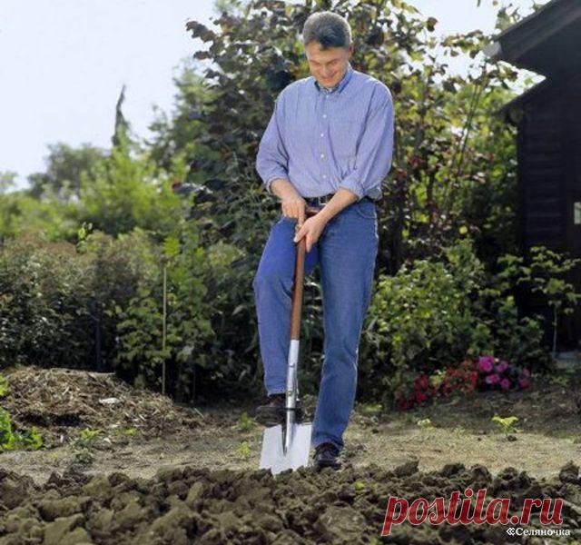 Садовые цветы- на зимовку » Селяночка - портал для фермеров, сельское хозяйство, животноводство, птицеводство, пчеловодство, земледелие, рыбоводство, грибоводство, форум фермеров