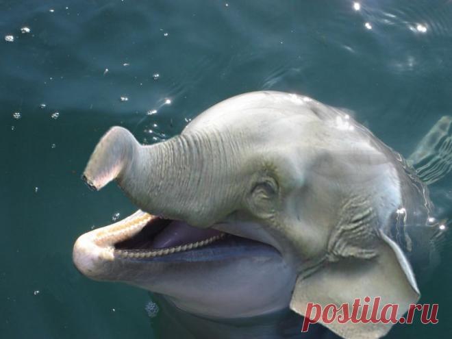 evenmoreawesomedolphant.png (800×600)