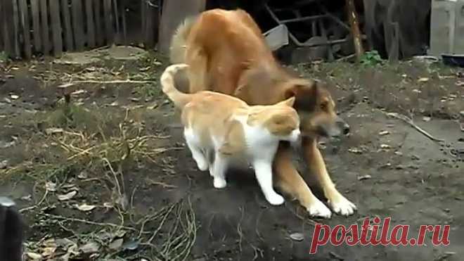 дружба кота и собаки!