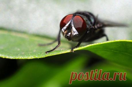 Domestic Fly Macro - Macro de mosca Doméstica | Flickr - Photo Sharing!