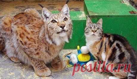 12 лет с одной миски – как кошка Дуся пришла в клетку к рыси Линде и осталась там на всю жизнь | Ваша Планета | Дзен