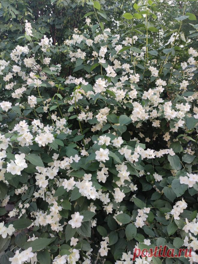 Какое дерево садят немцы перед окнами спальни, чтобы быстро засыпать, а просыпаться всегда свежими: проверил, работает! | Стеклянная сказка | Дзен