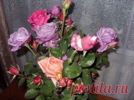 Дневник Александр_Баловацкий