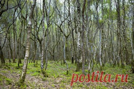 Можно ли принимать березовый деготь внутрь: как правильно?