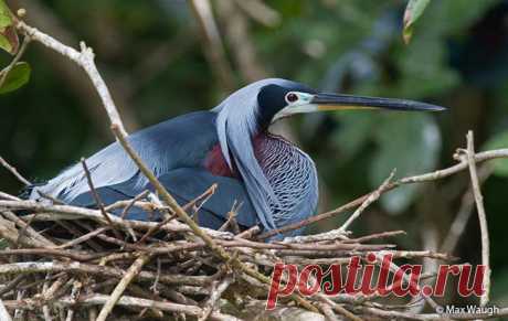 Agami Heron (Agamia agami) - Peru Aves