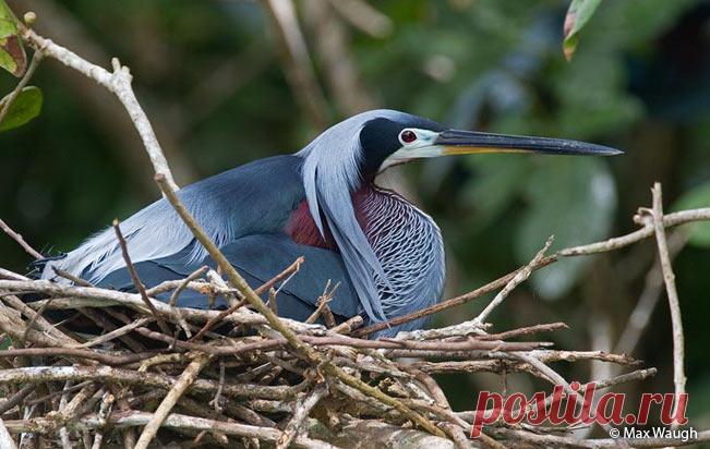 Agami Heron (Agamia agami) - Peru Aves