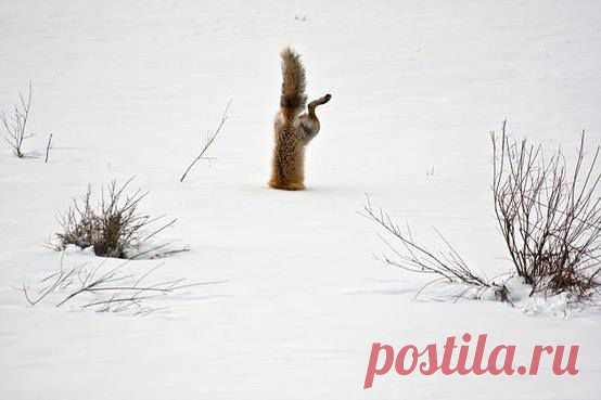 Green Renaissance
With his exceptional hearing a red fox has targeted a mouse hidden under 2 feet of crusted snow. Springing high in the air he breaks through the crusted spring snow with his nose and his body is completely vertical as he grabs the mouse under the snow.
Photo by - Micheal Eastman
