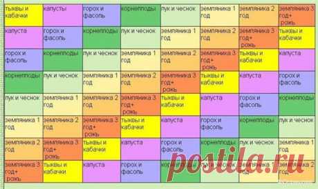Севооборот на дачном огороде: умный возделывает урожай, а мудрый землю