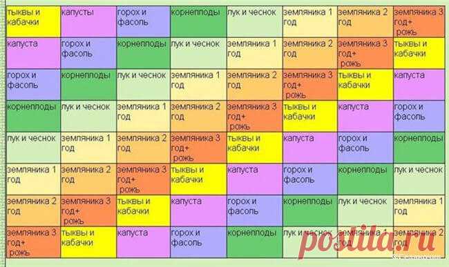 Севооборот на дачном огороде: умный возделывает урожай, а мудрый землю