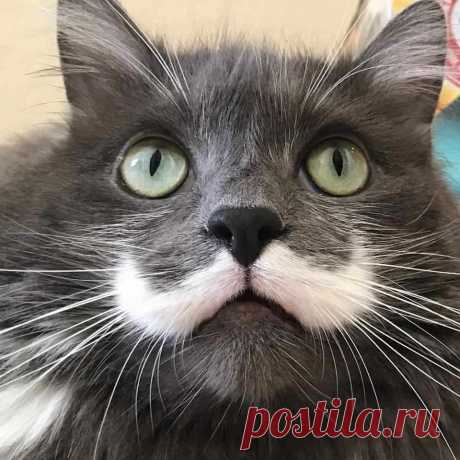 21 кошка с совершенно крутыми узорами и отметинами