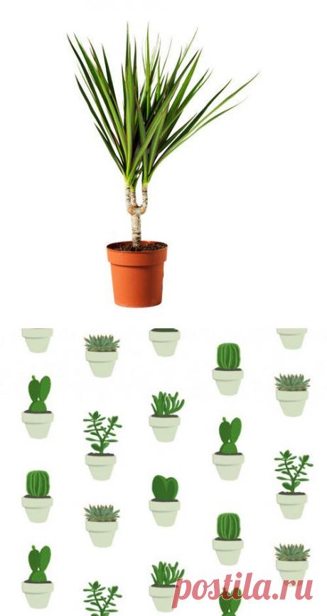 Полезнейшие домашние растения | УЮТНЫЙ ДОМ | советы