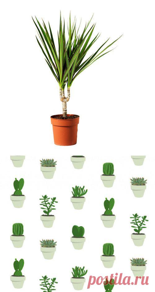 Полезнейшие домашние растения | УЮТНЫЙ ДОМ | советы