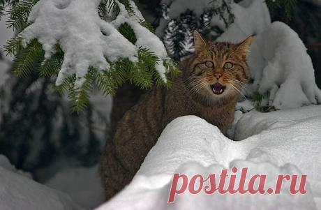 Дикий лесной кот | Энциклопедия животных | Энциклопедия животных