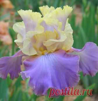 TB Iris germanica 'Galston Gorge' (Grosvenor, 2008)