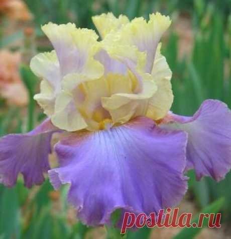 TB Iris germanica 'Galston Gorge' (Grosvenor, 2008)