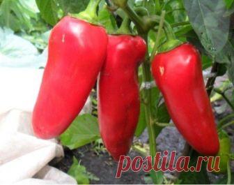 25 лучших сортов сладкого болгарского перца: для открытого грунта, для Сибири, Подмосковья, средне и позднеспелые, гибридные