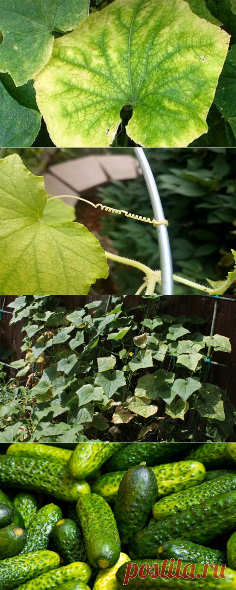 Почему листья огурцов светло зеленые и как с этим бороться