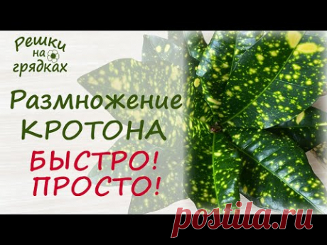 Как размножить кротон черенками? 100% результат!
