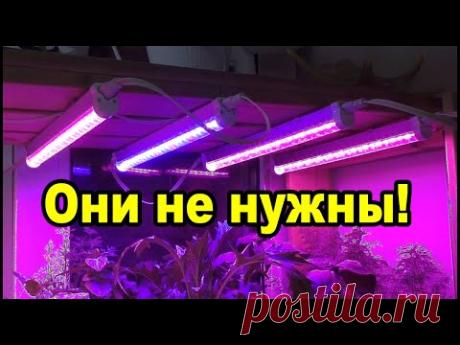 Фитолампы для рассады вам не нужны!