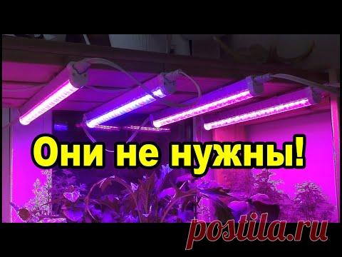 Фитолампы для рассады вам не нужны!