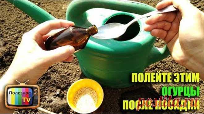 ПОЛЕЙТЕ ЭТИМ ОГУРЦЫ ПОСЛЕ ПОСАДКИ ПОЛУЧИТЕ БЫСТРЫЕ ВСХОДЫ И БОЛЬШОЙ УРОЖАЙ