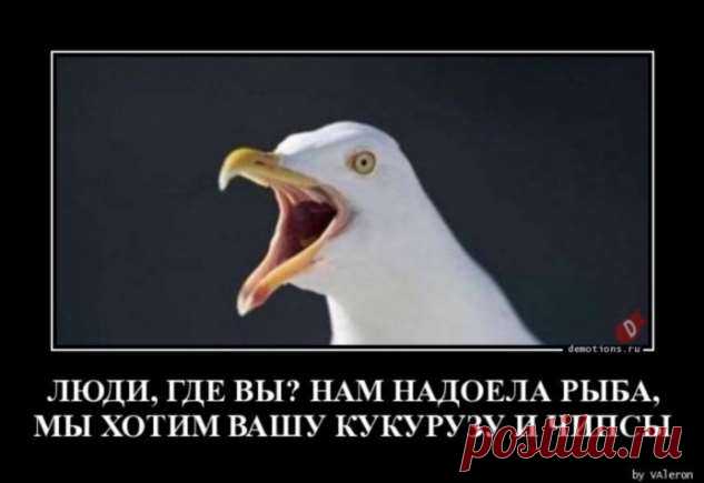 Большой сборник демотиваторов в понедельник (33 фото) . Тут забавно !!!