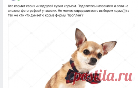 = Собаки ЧИХУАХУА =