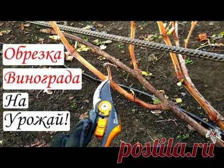 При такой Обрезке винограда Вы всегда будете с Урожаем! Обрезка винограда для Начинающих! В данном выпуске я расскажу Вам, как нужно правильно обрезать виноград для получения наибольшего урожая.А так же я расскажу Вам, как обрезать виноград начина...