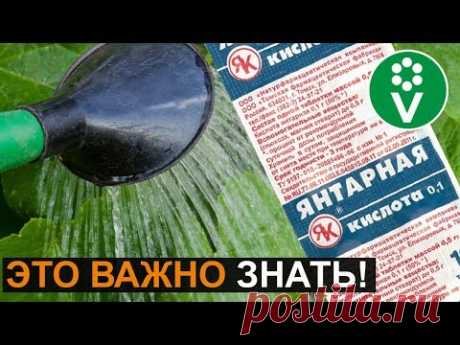 ОСТОРОЖНО, янтарная кислота! Как янтарная кислота может уничтожить урожай