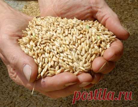 Супер-продукт тибетских монахов Излюбленный продукт тибетских долгожителей, который стоит в наших магазинах гроши, но почему-то не пользуется особым спросом.Ячмень — древнейший злак на Земле, однако человечество променяло ячменные и…