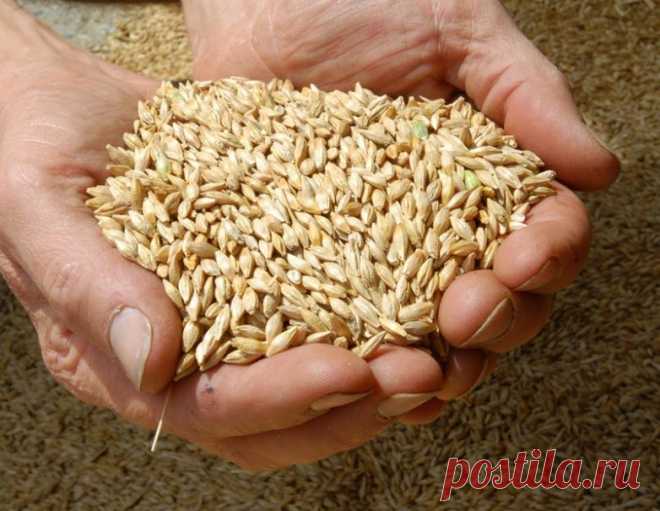 Супер-продукт тибетских монахов Излюбленный продукт тибетских долгожителей, который стоит в наших магазинах гроши, но почему-то не пользуется особым спросом.Ячмень — древнейший злак на Земле, однако человечество променяло ячменные и…