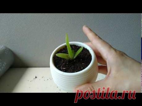 🌱ПОЧЕМУ НЕ РАСТЕТ АЛОЭ? Ошибки выращивания