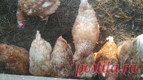 Яйцекладка у кур: когда начинается, нужен ли петух, продуктивность и процесс формирования | Идеальный огород | Яндекс Дзен