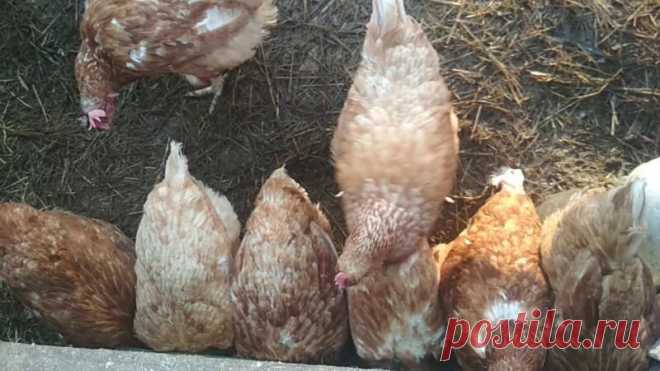 Яйцекладка у кур: когда начинается, нужен ли петух, продуктивность и процесс формирования | Идеальный огород | Яндекс Дзен