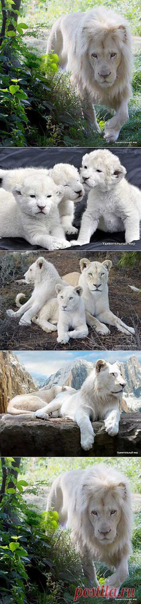 Белый лев | Удивительный мир природы