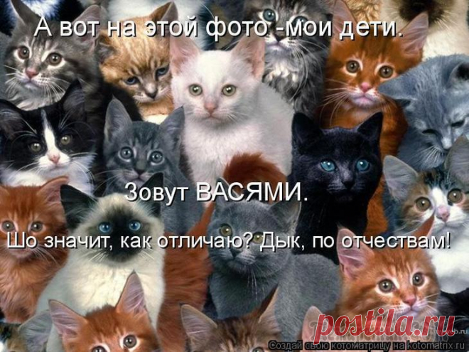 В основном - про котов (продолжение)