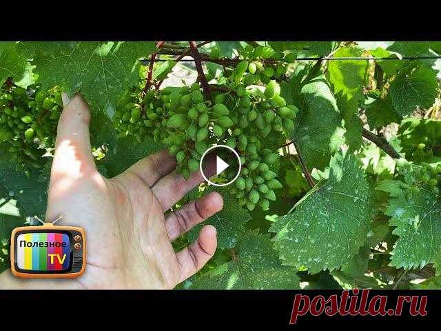 Эта обработка спасёт Ваш виноград. Все опасные болезни отступят сами по себе. ✔ Моя страница в Инстаграм - https://www.instagram.com/poleznoe_tv/ ✔ Мой фейсбук - https://www.facebook.com/poleznoetv/?ref=Footer КРУТОЙ САДОВЫЙ ИНС...