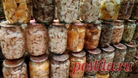 Просто и вкусно: как собирать, хранить и готовить лисички | Время Новостей | Дзен