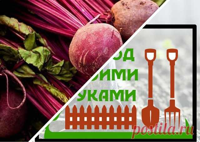 ***О смородине.

Как только сойдет снег надо взять кусок резины, привязать его к палке и поджечь.
Появившимся ядовитым дымом надо обкурить все кусты смородины.
Это - самый лучший способ борьбы с тлей, которая поедает весь урожай.
А чтобы урожай смородины был богатый, и сами ягоды крупные, надо уже сейчас собирать картофельные очистки.
Их нужно порезать, высушить, а в мае, во время цветения смородины запарить литровую кружку очисток в 10 л кипятка.
Остудить и вылить под каж...
