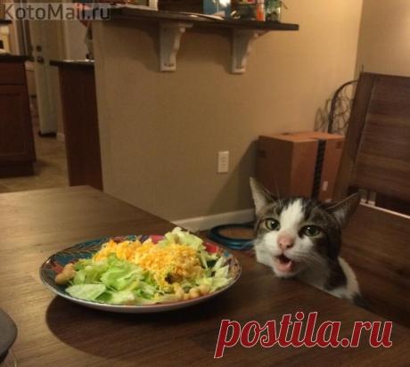 Колбаса - не мясо... Вегетарианцам кушать можно!