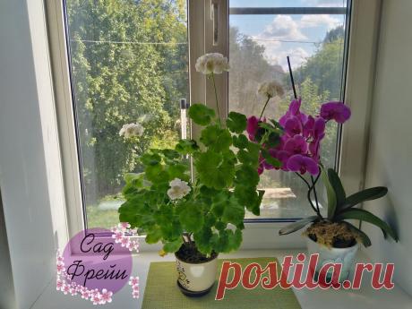 Какой полив нужен гераням зимой? Рассказываю, как делать грамотно и почему надо забыть о графике (выживают все!) | Сад Фрейи | Яндекс Дзен