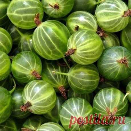 Крыжовник, особенно зеленый, обладает уникальным свойством!