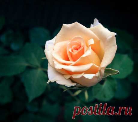 Прекрасные розы 😊