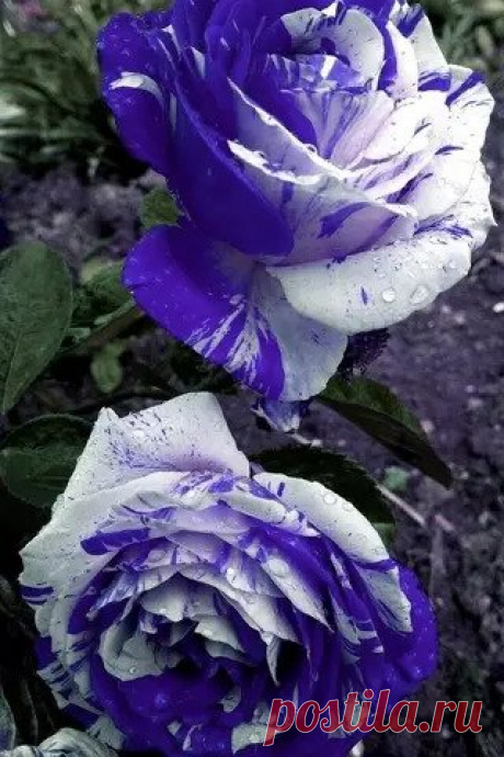 Розы