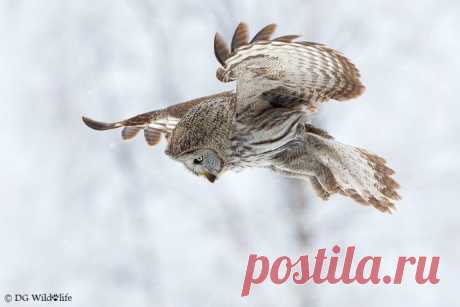 20 лучших фотографий недели (20.01.2014-26.01.2014) | В мире интересного